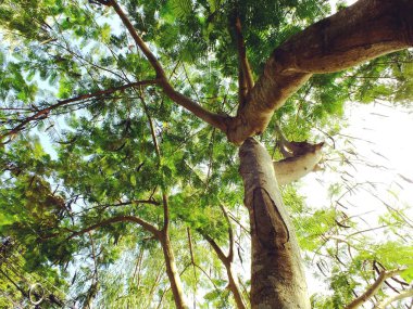 ağaç dalları yeşil doğa arka plan üst kısımları seyir