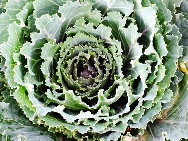 Decorative cabbage or kale decorative cabbage — Stock Photo, Image