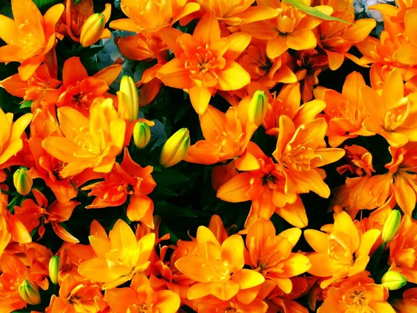 Lilly bloeiende bloem achtergrond helder en mooi — Stockfoto