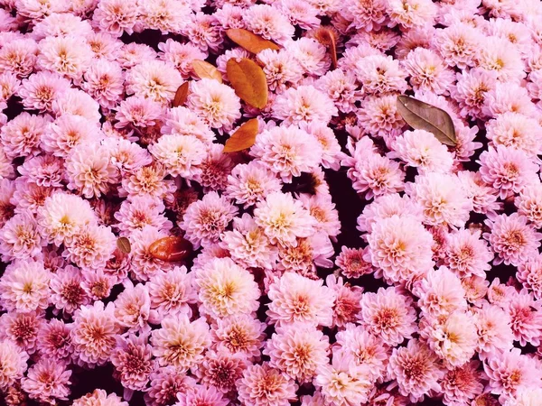 Chrysanthèmes colorés poussant dans le jardin — Photo