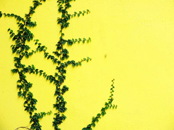 Daun hijau mendaki di latar belakang dinding kuning — Stok Foto