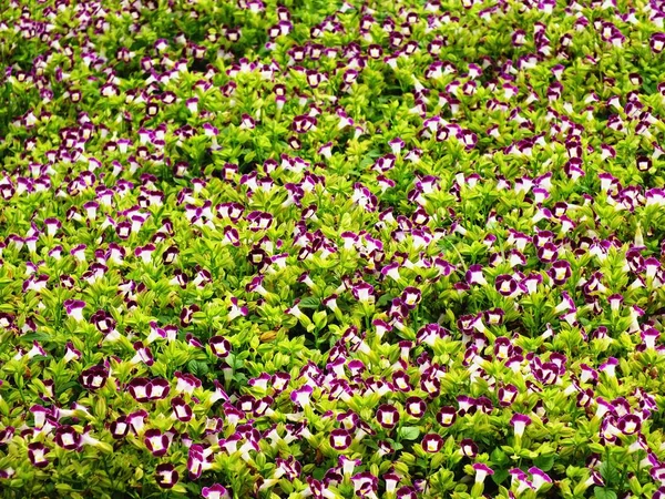 개화 꽃 배경 밝고 아름 다운 자연 패턴 — 스톡 사진