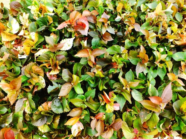 Bovenaanzicht natuurlijke groene bladeren textuur achtergrond — Stockfoto