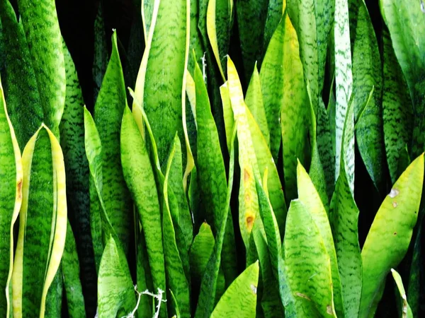 Von oben natürliche grüne Blätter Textur Hintergrund — Stockfoto