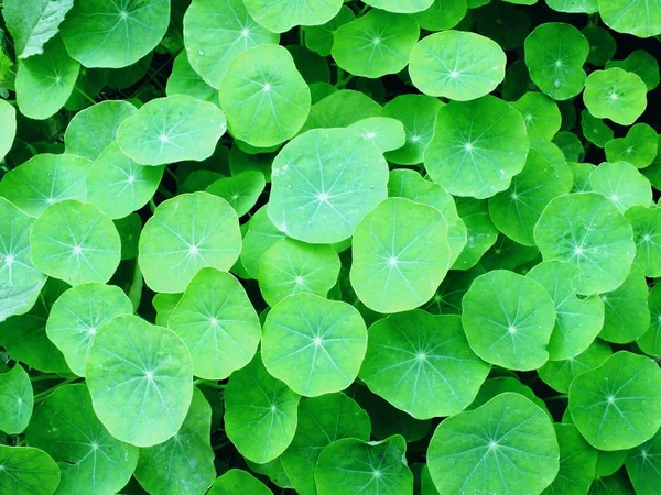 Vista superior hojas verdes naturales textura fondo —  Fotos de Stock