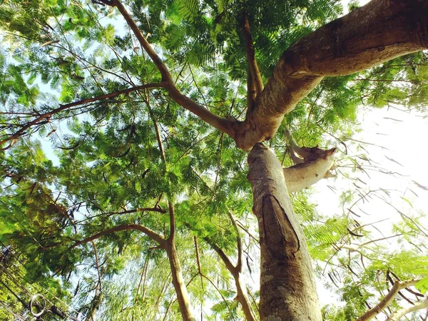 ağaç dalları yeşil doğa arka plan üst kısımları seyir