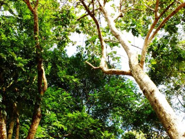 ağaç dalları yeşil doğa arka plan üst kısımları seyir