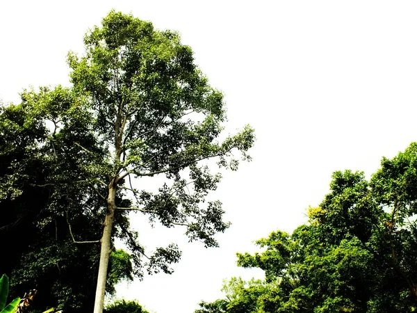 Olhando para cima de galhos de árvores natureza verde fundo abstrato — Fotografia de Stock