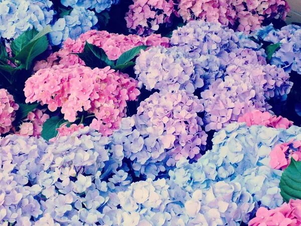 화려한 수 국 꽃 꽃다발의 정원 — 스톡 사진