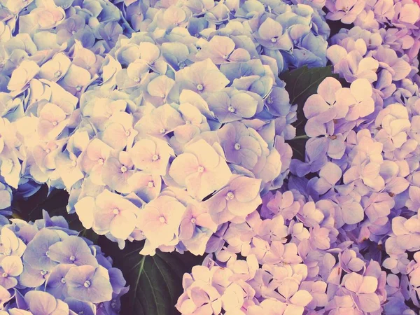 五颜六色的绣球花花束花园 — 图库照片