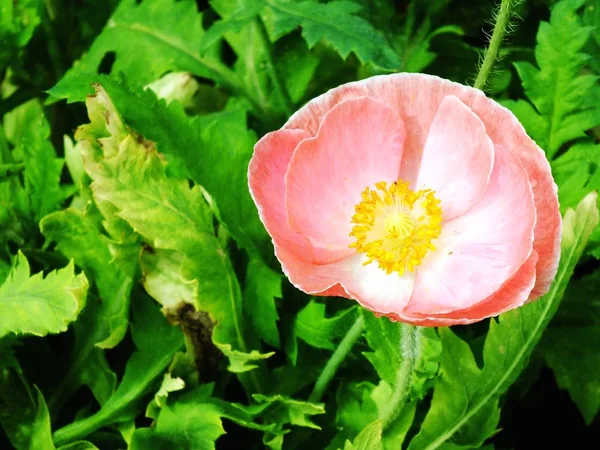 Red poppy blooming on field nature background — Stock Photo, Image