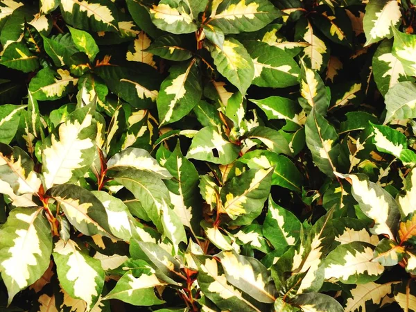 Von oben natürliche grüne Blätter Textur Hintergrund — Stockfoto