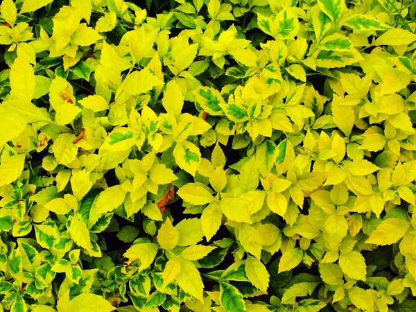 Puncak tampilkan latar belakang tekstur daun hijau alami — Stok Foto