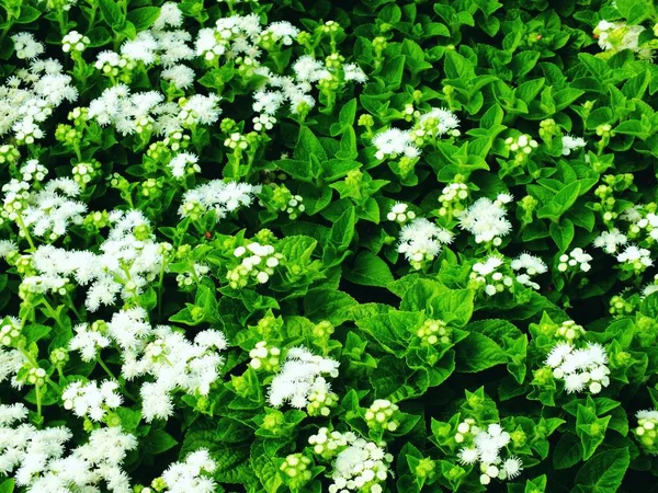 Top view natural green leaves texture background — Stock Photo, Image