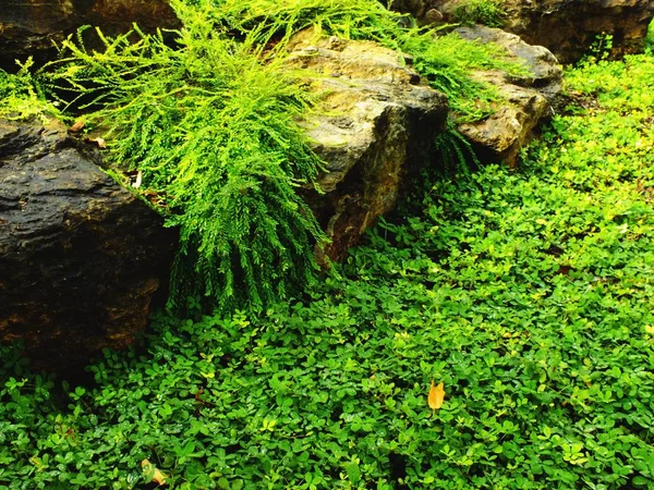 Pohled shora přírodní zelené listy textury pozadí — Stock fotografie