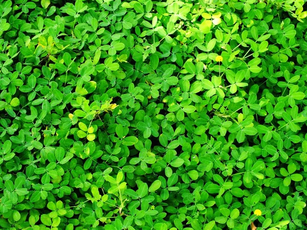 Puncak tampilkan latar belakang tekstur daun hijau alami — Stok Foto
