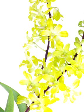 güzel sarı orkide çiçek beyaz arka plan üzerinde izole bud