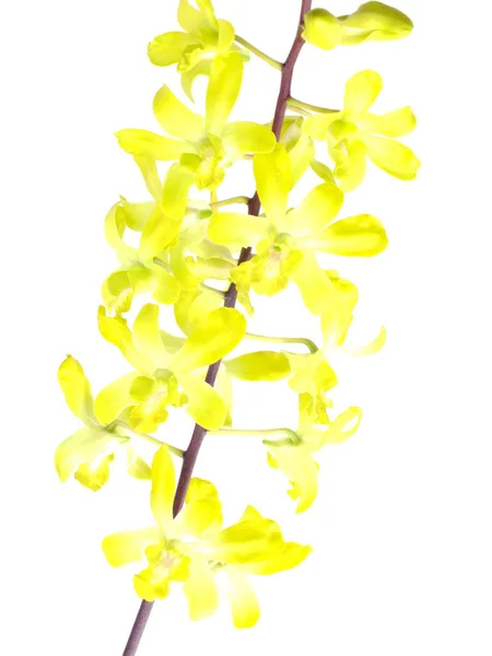 Indah bunga anggrek kuning kuncup terisolasi pada latar belakang putih — Stok Foto