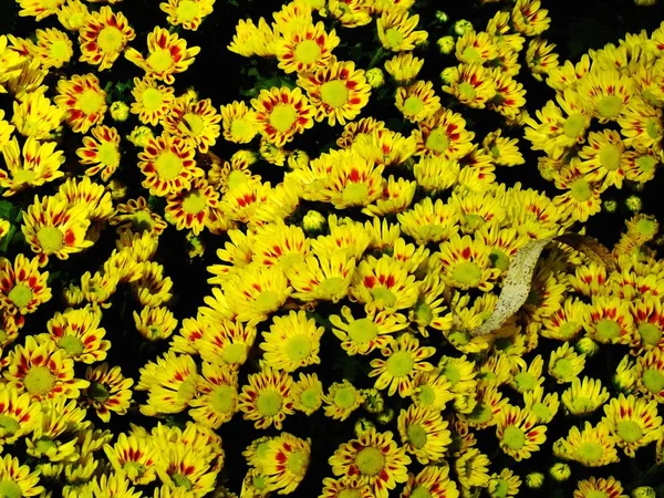 Barevné chryzantémy rostou v zahradě — Stock fotografie