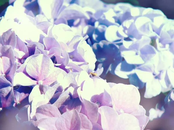 Colorido ramo de flores de hortensias de cerca — Foto de Stock