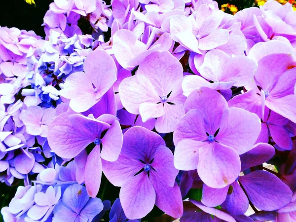 화려한 수 국 꽃 꽃다발을 닫습니다. — 스톡 사진