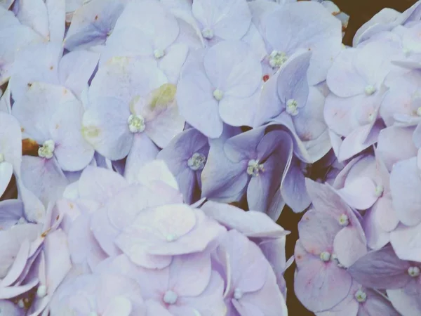 Colorful hydrangea flower bouquet close up — Stock Photo, Image
