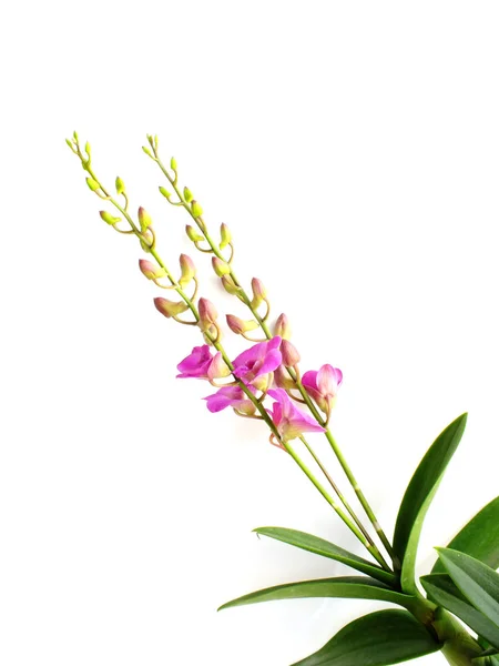 Krásná růžová orchidej poupě izolovaných na bílém pozadí — Stock fotografie