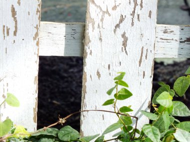 Yeşil sarmaşık ve ahşap arka plan doku