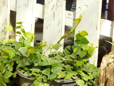 Yeşil sarmaşık ve ahşap arka plan doku