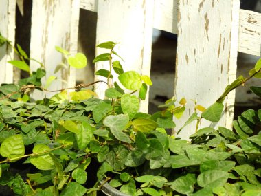 çeşitli kaktüs bitkileri seçici odak