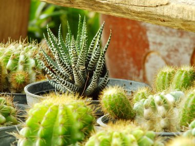 çeşitli kaktüs bitkileri seçici odak