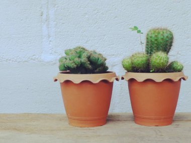 Natürmort doğal kaktüs bitkileri dokulu vintage ahşap arka plan üzerinde