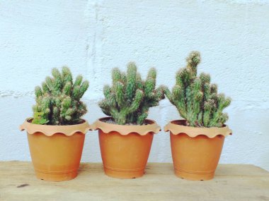 Natürmort doğal kaktüs bitkileri dokulu vintage ahşap arka plan üzerinde