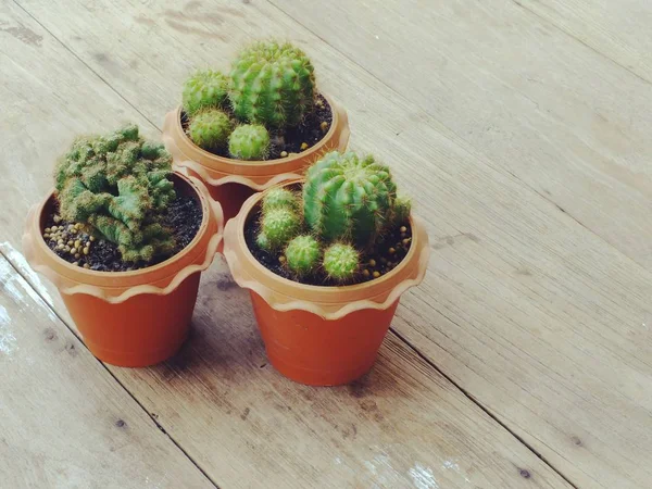 Still life natural cactus plants on vintage wooden background textured — Stock Photo, Image