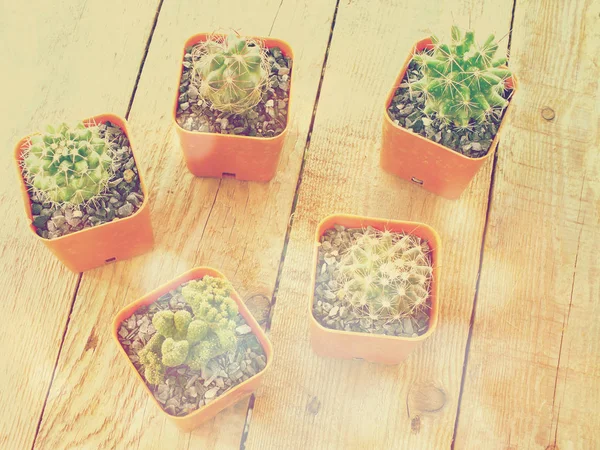 Still life natural cactus plants on vintage wooden background textured — Stock Photo, Image