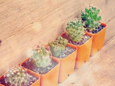 ev bitki koleksiyonu içinde ahşap arka plan doku küçük Çiçeklik