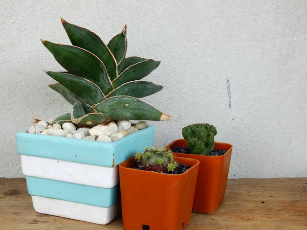 Casa raccolta di piante in piccoli vasi da fiori su legno sfondo texture — Foto Stock