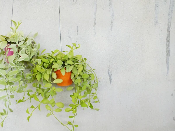 Fresco de plantas de casa verde penduradas na parede — Fotografia de Stock