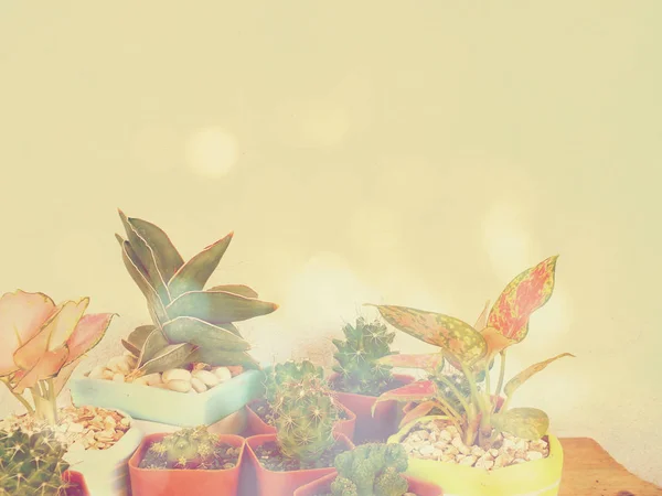 Cactus and house plant collection in small flowerpots vintage retro filter effect; — Stock Photo, Image