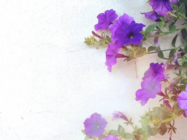 Ramură de primăvară înflorire fundal natural cu culoare filtru de epocă — Fotografie, imagine de stoc