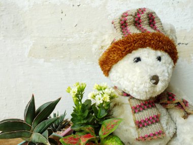 yeşil bitki tahta masada oturan bir oyuncak ayı