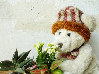 yeşil bitki tahta masada oturan bir oyuncak ayı