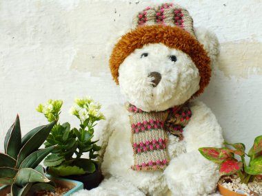 yeşil bitki tahta masada oturan bir oyuncak ayı