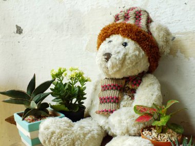 yeşil bitki tahta masada oturan bir oyuncak ayı