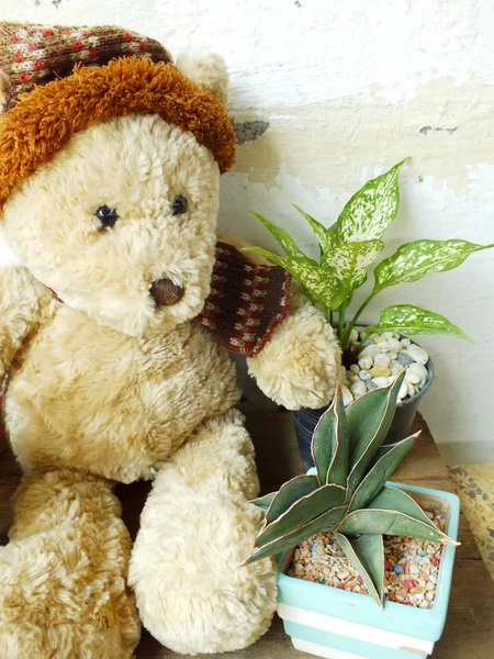 Nallen sitter på träbord med grön växt — Stockfoto