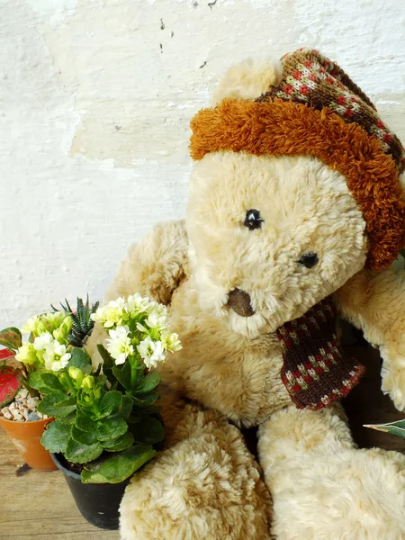 Teddy bear sitting on wooden table with green plant — Stock Photo, Image