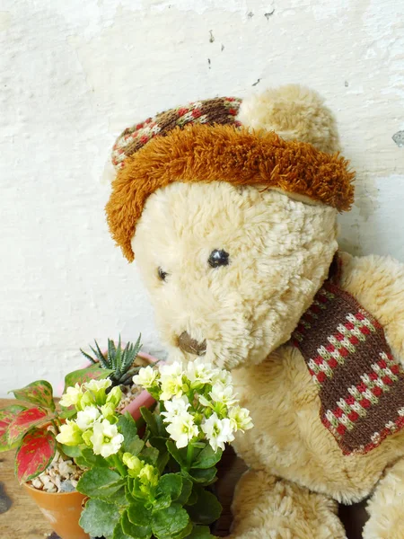 Teddy beer zittend op houten tafel met groene plant — Stockfoto