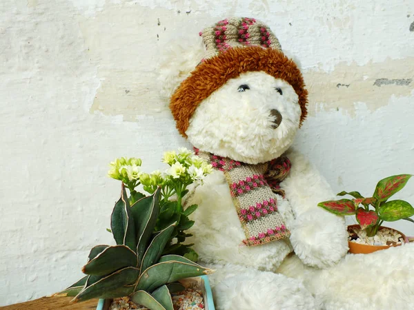Teddy beer zittend op houten tafel met groene plant — Stockfoto