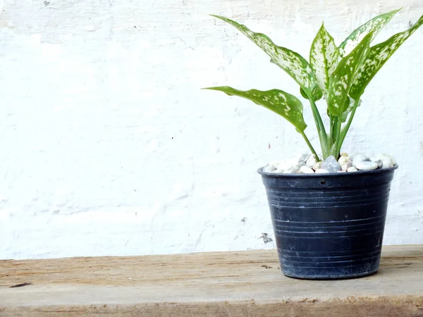 Plantas Casa Mesa Madera Con Fondo Pantalla Grung — Foto de Stock