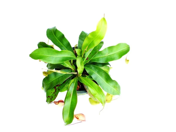 白い背景に分離されたウツボカズラ食虫植物 — ストック写真